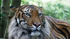 Nature Animals Tigers