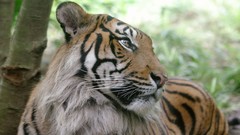 Nature Animals Tigers