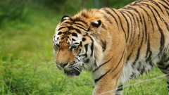 Nature Animals Tigers