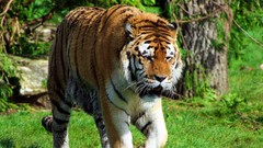Nature Animals Tigers