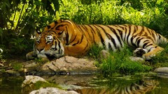Nature Animals Tigers