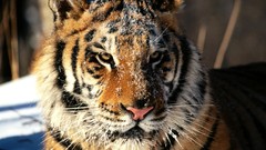 Nature Animals Tigers
