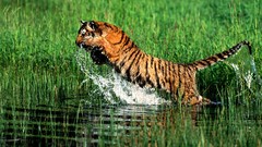 Nature Animals Tigers