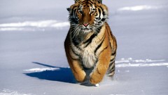 Nature Animals Tigers
