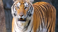 Nature Animals Tigers