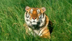 Nature Animals Tigers