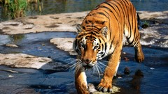 Nature Animals Tigers