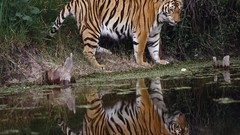 Nature Animals Tigers