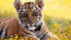 Nature Animals Tigers