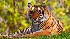 Nature Animals Tigers