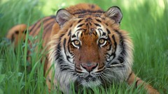 Nature Animals Tigers