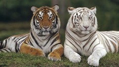 Nature Animals Tigers