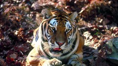 Nature Animals Tigers