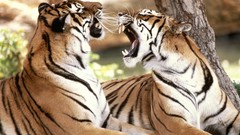 Nature Animals Tigers