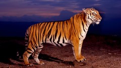 Nature Animals Tigers