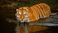Nature Animals Tigers
