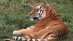 Nature Animals Tigers