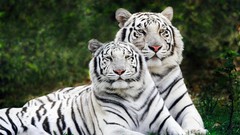 Nature Animals Tigers