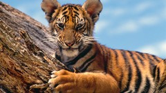Nature Animals Tigers