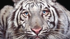 Nature Animals Tigers