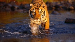 Nature Animals Tigers