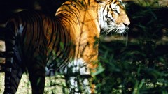 Nature Animals Tigers