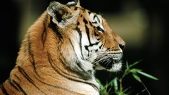 Nature Animals Tigers