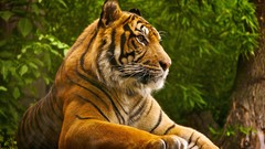 Nature Animals Tigers