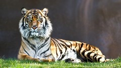 Nature Animals Tigers