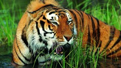 Nature Animals Tigers