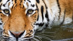 Nature Animals Tigers