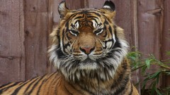 Nature Animals Tigers