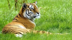 Nature Animals Tigers