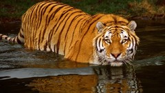 Nature Animals Tigers