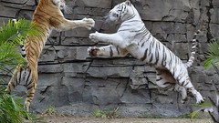 Nature Animals Tigers