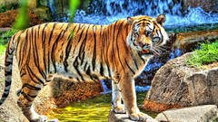 Nature Animals Tigers