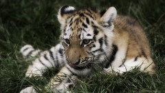 Nature Animals Tigers