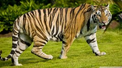 Nature Animals Tigers