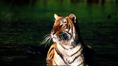 Nature Animals Tigers