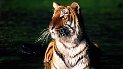Nature Animals Tigers