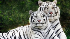 Nature Animals Tigers