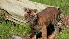 Nature Animals Tigers