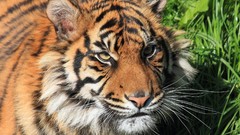 Nature Animals Tigers