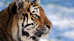 Nature Animals Tigers