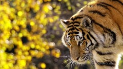 Nature Animals Tigers bokeh
