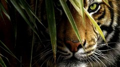 Nature Animals Tigers camouflage