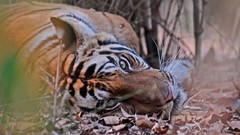 Nature Animals Tigers fallen leaves