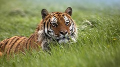 Nature Animals Tigers grass