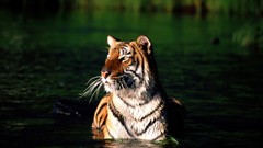 Nature Animals Tigers lakes