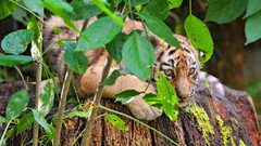 Nature Animals Tigers Mammals baby animals